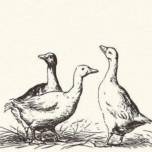 Meet your Posher, Cai